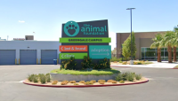 Animal Foundation Volunteer Event